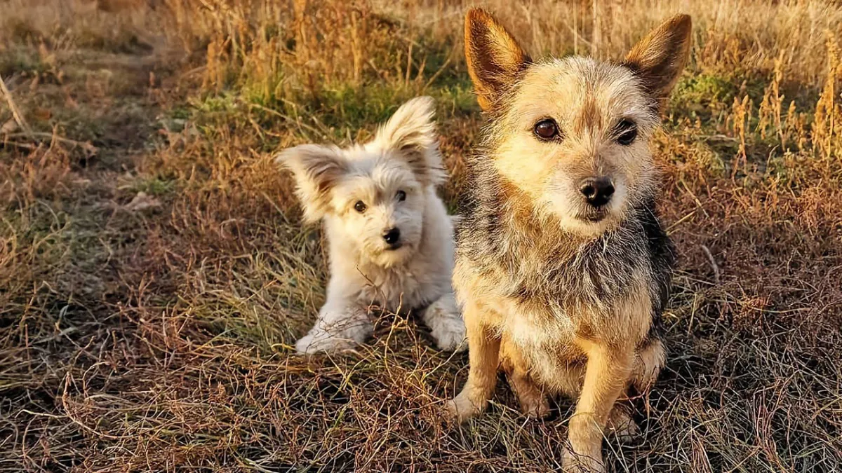 Zwerfpuppy Overweldigd Door Emoties Bij Hereniging Met Verloren Moeder