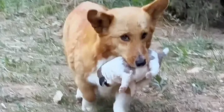 Caring Mother Dog Brings Puppy To A Man And Begs For Help 1