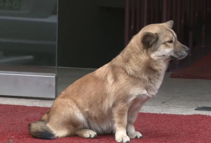 Een zwerfkat troost een achtergelaten hond terwijl hij op zijn baasje wacht 3