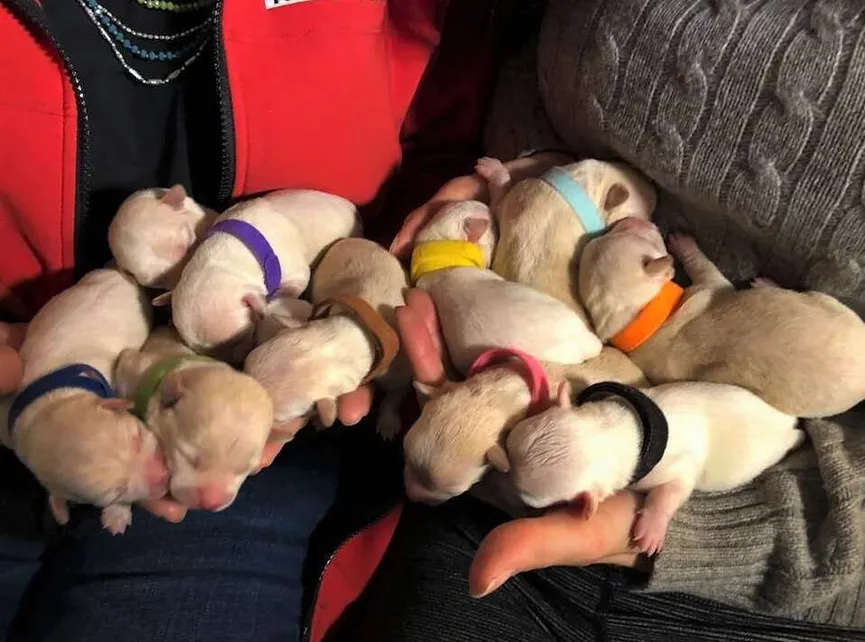 Geredde chihuahua krijgt 11 puppy's en verbreekt het wereldrecord 5