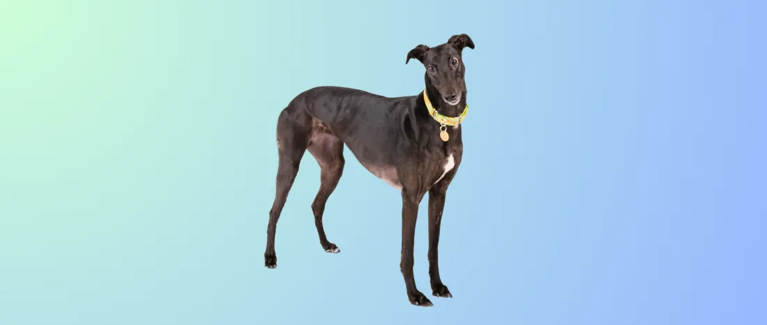 Greyhound-hondenras-verzorging-gezin-sociaal-leven-fysieke-kenmerken-dieet-informatie