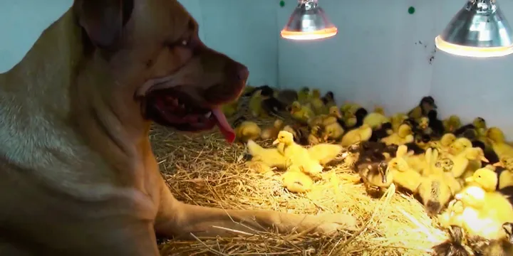 Grote hond waakt over 200 jonge eendjes 1