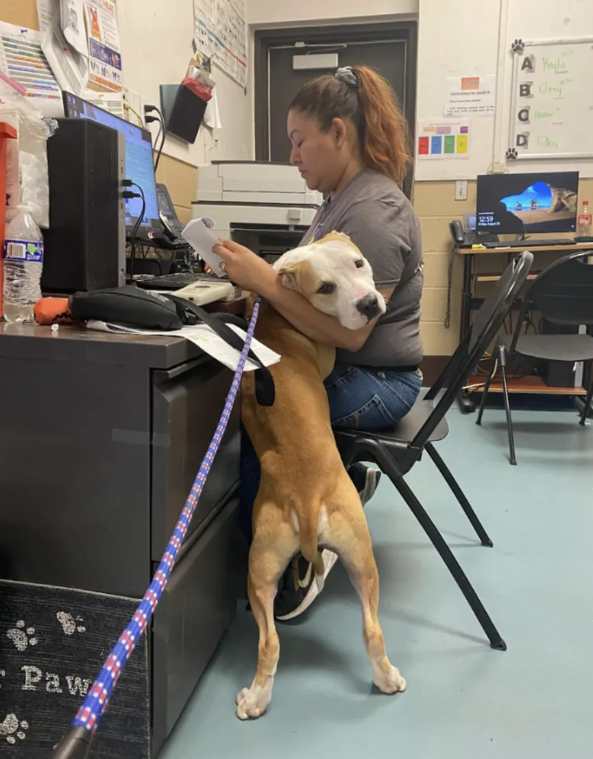 Hond uit asiel knuffelt iedereen die hij tegenkomt, in de hoop dat ze hem adopteren 4
