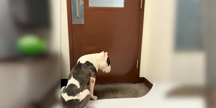 Shelter Dog Waits By The Door, Hoping Someone Will Rescue Him Before It's Too Late 1a