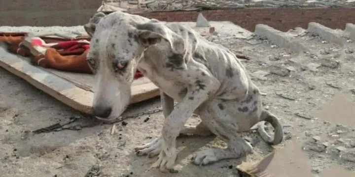 Uitgehongerde Duitse Dog at stenen om te overleven totdat iemand te hulp schoot 1